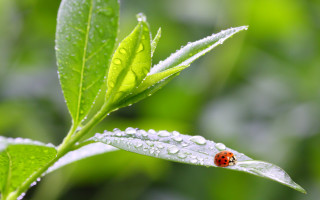 Ladybug green leaf water droplets 13 - free nature wallpaper