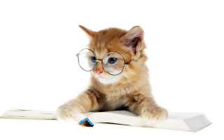 Kitten glasses book pen blue - a pen free wallpaper