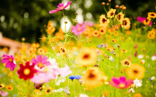 Flower field bokeh background daisy - a blurry image of the flowers free wallpaper