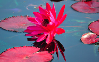 Pink flower floating water lilies - a pink flower free wallpaper for desktop