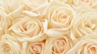 White roses closeup soft background - a light background free wallpaper