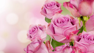 Pink roses bouquet light bokeh - pink rose free wallpaper for desktop
