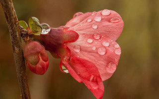 Pink flower water droplets green 10 - free rain wallpaper