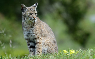 Cat forest green field yellow - a lush green field next free wallpaper for desktop