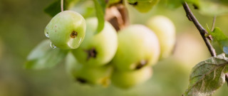 Green apples forest macro bokeh - a tree branch in a forest free wallpaper