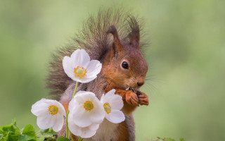 Squirrel nut whiteflowers blurrybackground greenfield - a nut free wallpaper for desktop