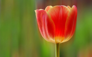 Red yellow flower macro blurry - anne dunn free wallpaper