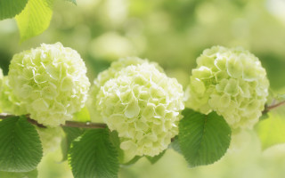 Branch leaves white flowers blurry - green leaf free wallpaper for desktop