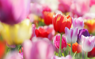 Colorful flower field bokeh depth - a blurry background of them free wallpaper