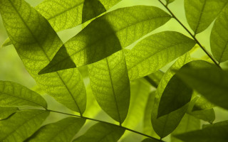 Green leafy plant sunlight macro - a green leafy plant free wallpaper