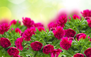Pink flowers green leaves blurry 3 - a bunch free wallpaper