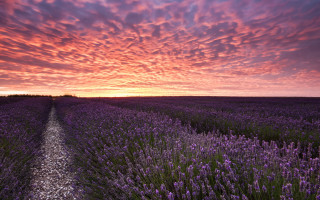 Lavender sunset road puzzle landscape - a field of lavender free wallpaper