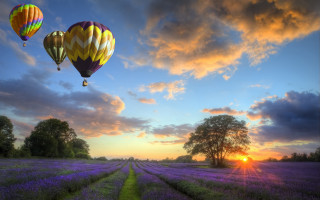 Sunset hotairballoons field tree horizon - free airplane wallpaper