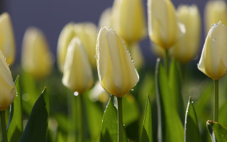 Yellow flowers water droplets bokeh - the sun light free wallpaper for desktop