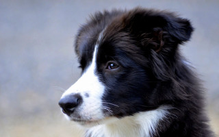 Black white dog white spot 2 - neoism free wallpaper for desktop