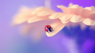 Ladybug flower purple background blue - a lady bug free wallpaper for desktop