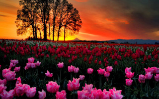 Pink tulips sunset mountain tree - pink tulip free wallpaper