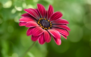 Red flower yellow center green 3 - a red flower free wallpaper