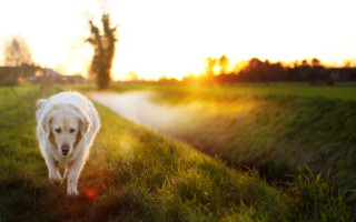 Dog field sunset flare autumn - elke vogelsang free wallpaper