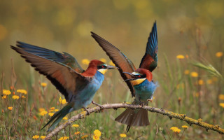 Colorful birds on branch autumn - two colorful bird free wallpaper