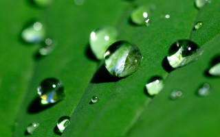 Water droplets green leaf bokeh - a close up of water droplets free wallpaper for desktop