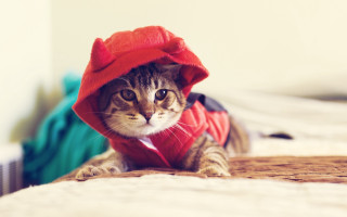 Cat red hoodie bed white - evil free wallpaper