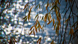 Tree branch water leaves autumn - impressionist painting free wallpaper
