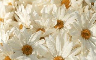 White flower vase macro daisy - a yellow center in the middle free wallpaper