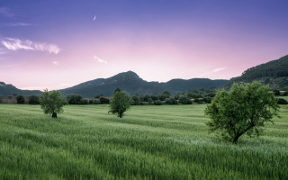 Pink sky mountains lake trees - arthur b. carles free wallpaper