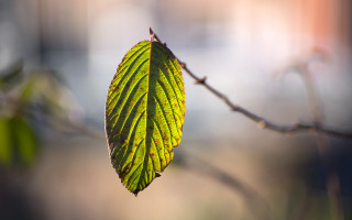 Green leaf branch blurry background 4 - a green leaf free wallpaper