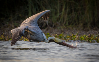 Bird flying fish mouth wings - mouth free wallpaper for desktop
