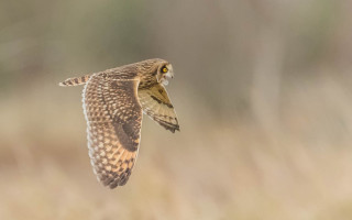 Bird flying wings spread tiltshift - arie smit free wallpaper