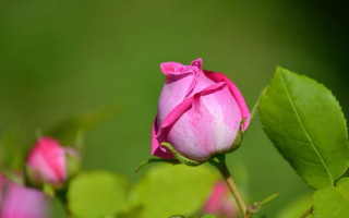 Pink rose budding green leaves - a green leafy branch free wallpaper