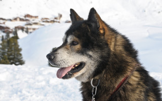 Dog snow mountain collar leash - a mountain in the background free wallpaper for desktop