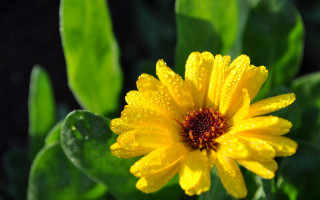 Yellow flower water droplets bokeh 2 - a yellow flower free wallpaper