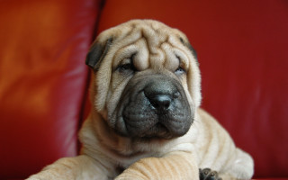 Dog red couch paws arm - a red couch free wallpaper