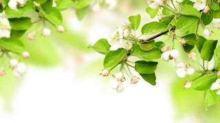 White flowers green leaves branch 2 - betty merken free wallpaper