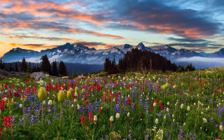 Wildflowers mountains sunset clouds landscape - other flower free wallpaper for desktop