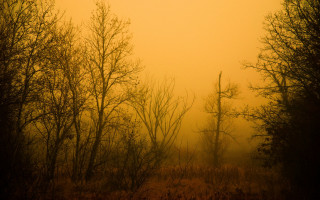 Foggy forest bird autumn matte - hazy free wallpaper for desktop