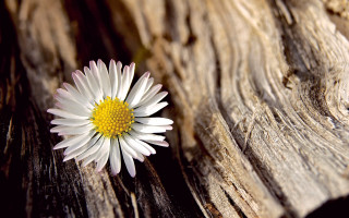 White flower wooden table yellow - a piece of wood free wallpaper