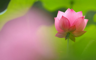 Pink flower green background macro 6 - bloom free wallpaper for desktop