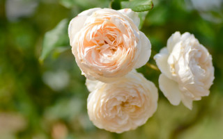 White rose daisy lily flower - a few flower free wallpaper