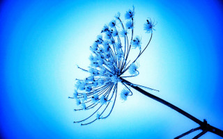 Flower blue background black stem - against a blue background free wallpaper