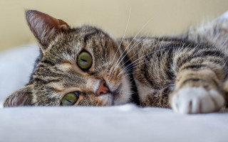 Cat green eyes pillow bed - its eye free wallpaper