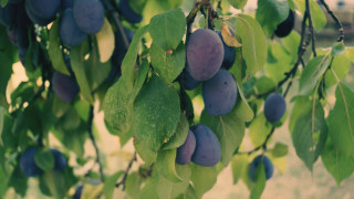 Plums hanging branch bokeh blurry - branch and a blurry background free wallpaper