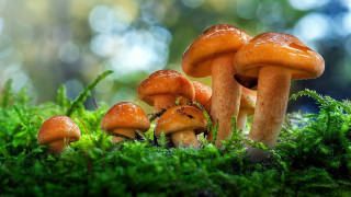 Mushrooms moss forest nature macro - boetius adamsz bolswert free wallpaper for desktop