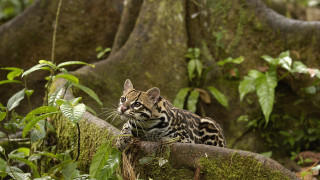 Jungle cat on branch mossy - mossy free wallpaper