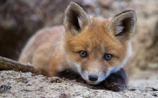 Small fox blue eyes sad - a small fox free wallpaper