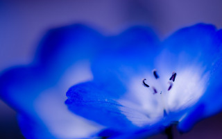 Blue flower white stamens macro 2 - a blue center free wallpaper