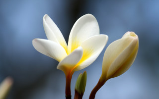 Flower buds macro blue background - a sky background behind them free wallpaper